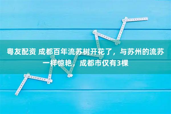 粤友配资 成都百年流苏树开花了，与苏州的流苏一样惊艳，成都市仅有3棵